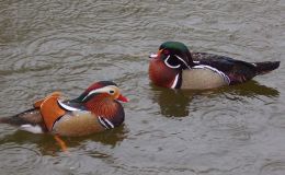 Part II – 11 Years of Blogging About&nbsp;Birds