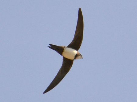 Alpine Swift (Tachymarptis melba) ©WikiC