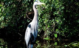 Emma Foster’s – Denny and Charles’s&nbsp;Museum