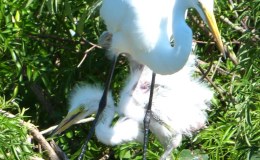 Birds and Mother’s&nbsp;Day