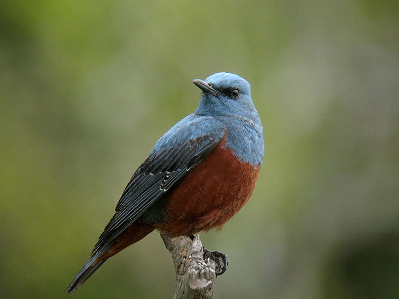 Blue Rock Thrush (Monticola solitarius) ©WikiC