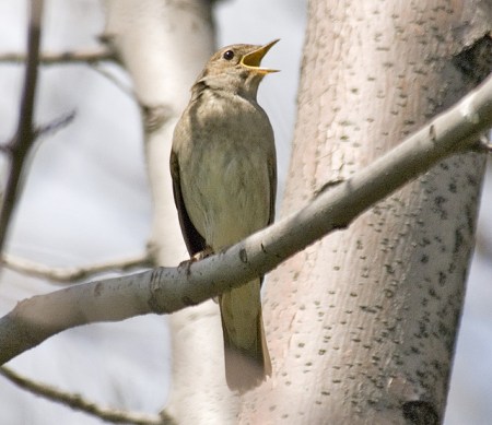 Thrush Nightingale (Luscinia luscinia) ©©SergeyYeliseev