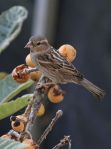 Spanish Sparrow (Passer Hispaniolensis) female ©WikiC