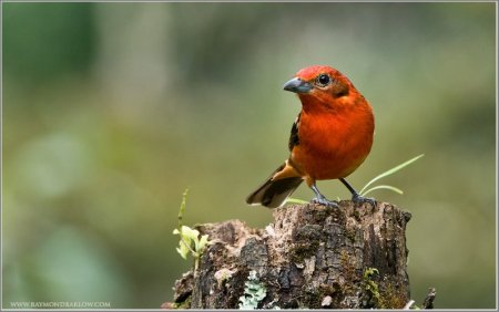 Flame-colored Tanager (Piranga bidentata) (2) by Raymond Barlow