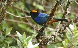 Crowns In Heaven and Crowns On&nbsp;Birds