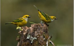 Christmas Hymns With Birds – The Worcester Christmas&nbsp;Carol