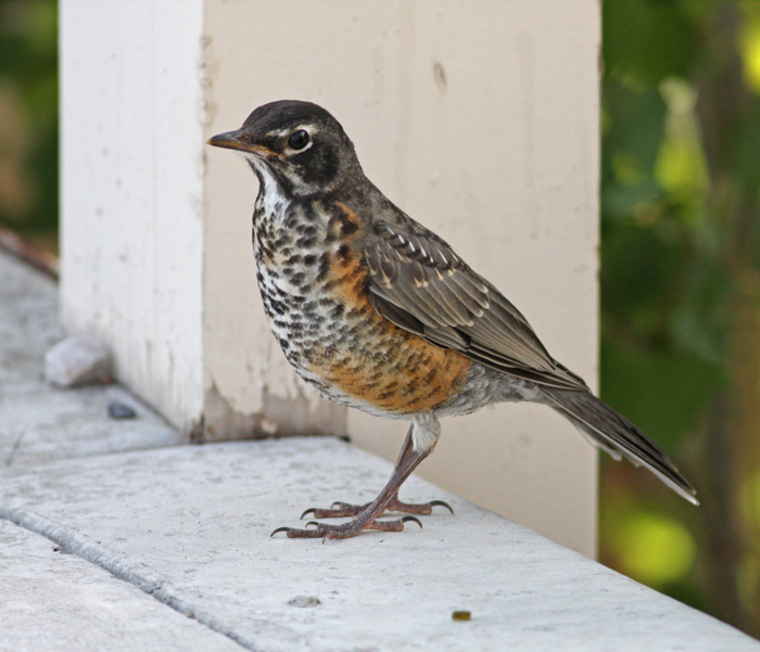 American Robin (Turdus migratorius) by Margaret Sloan Juvenile