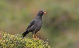 Bible Birds – Thrush&nbsp;Introduction
