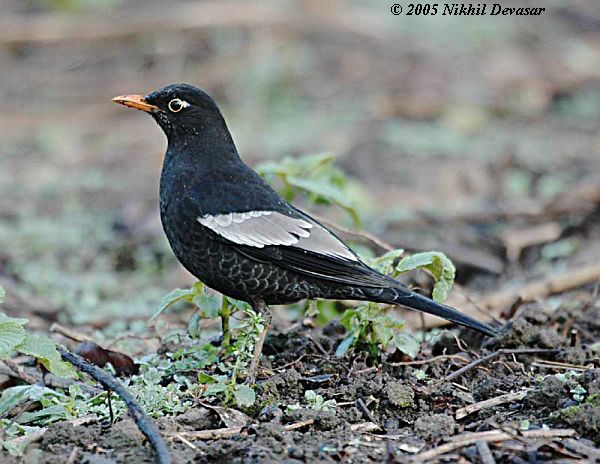 Grey-winged Blackbird (Turdus boulboul) by Nikhil Devasar