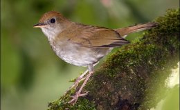 McGuffey’s 6th Grade Reader – The Solitary&nbsp;Reaper