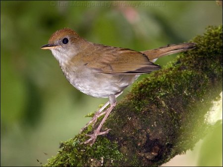 Ruddy-capped Nightingale-Thrush (Catharus frantzii) by Ian