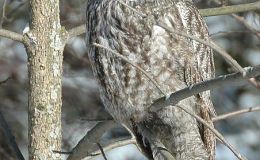 Bible Birds – Great Grey&nbsp;Owl