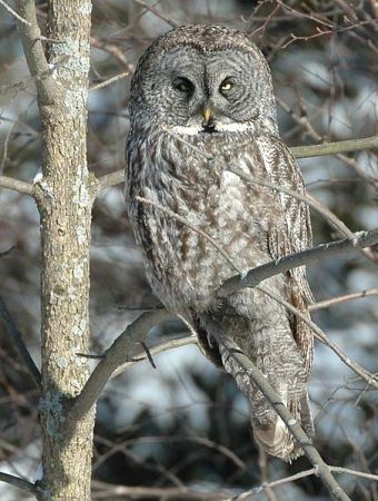 Great Grey Owl (Strix nebulosa) WikiC