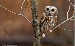Bible Birds – Owl&nbsp;Introduction
