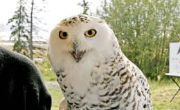 Updated:  The Bible Bird Owls&nbsp;Page