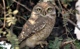 Tiny Owl and Giant Shepherd&nbsp;Dog