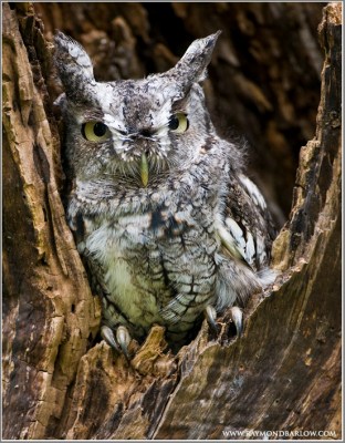 Western Screech Owl (Megascops kennicottii)(captive) by Raymond Barlow