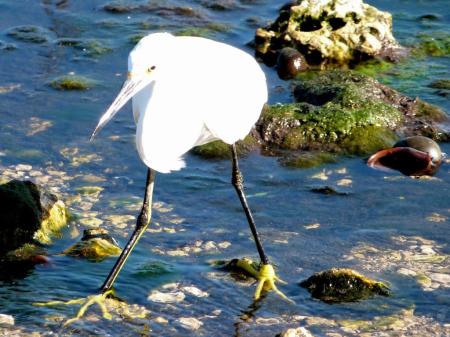 Snowy Egret (Egretta thula) Notice Yellow Feet by Lee at Circle B