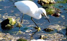 Circle B Bar Reserve – A Favorite Birding&nbsp;Place