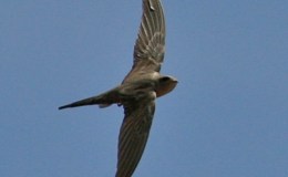 Bible Birds – Swift&nbsp;Introduction