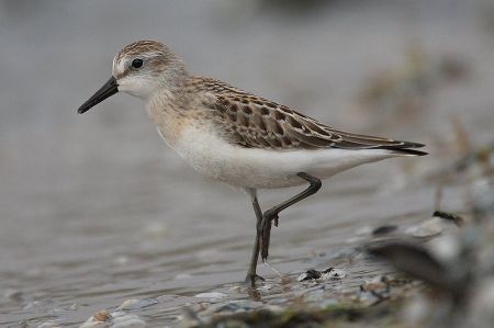 Semipalmated Sandpiper (Calidris pusilla) ©WikiC