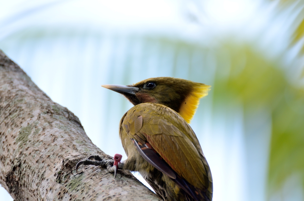 Greater Yellownape (Chrysophlegma flavinucha) female Zoo Miami by Dan