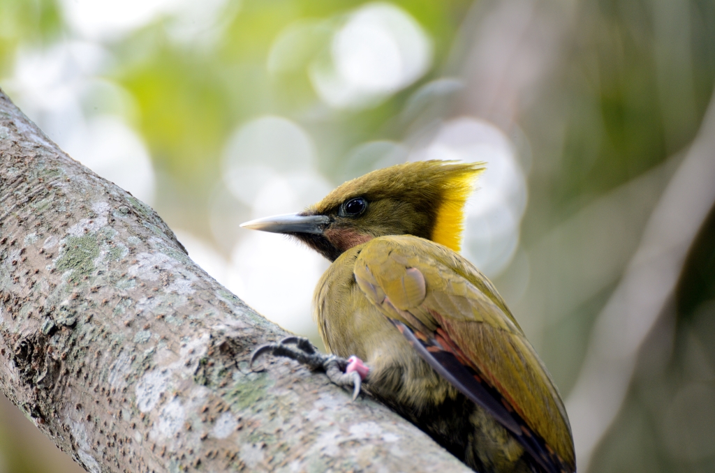 Greater Yellownape (Chrysophlegma flavinucha) female Zoo Miami by Dan