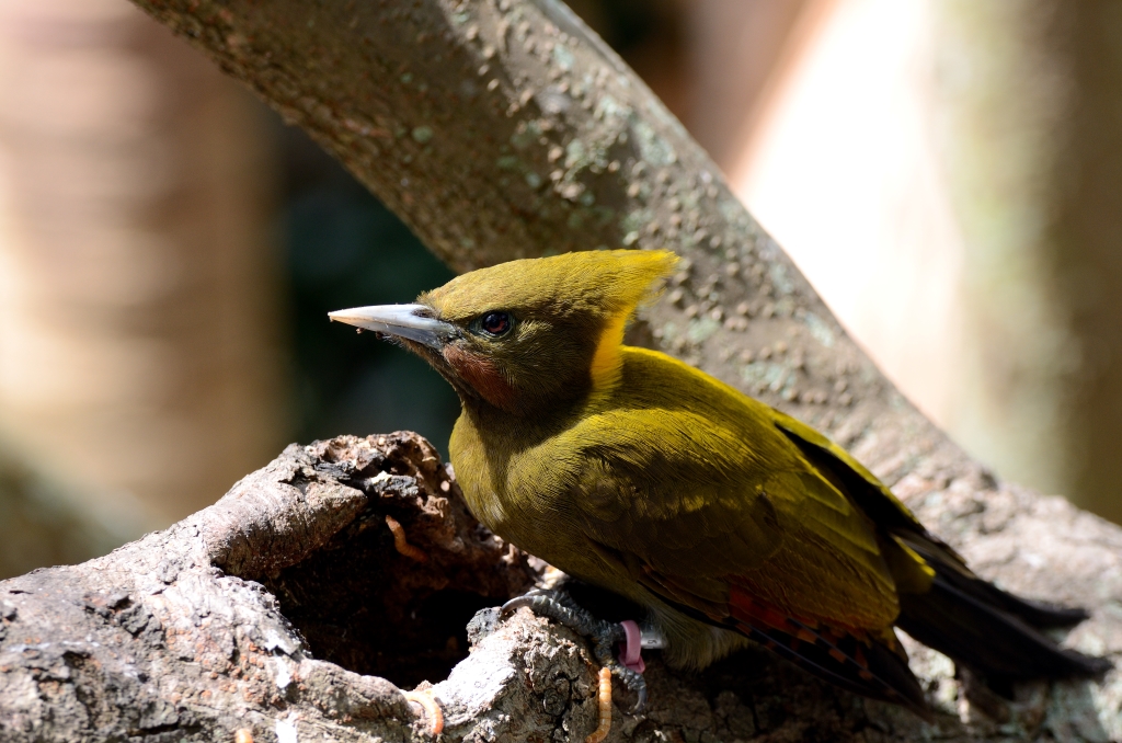 Greater Yellownape (Chrysophlegma flavinucha) female Zoo Miami by Dan