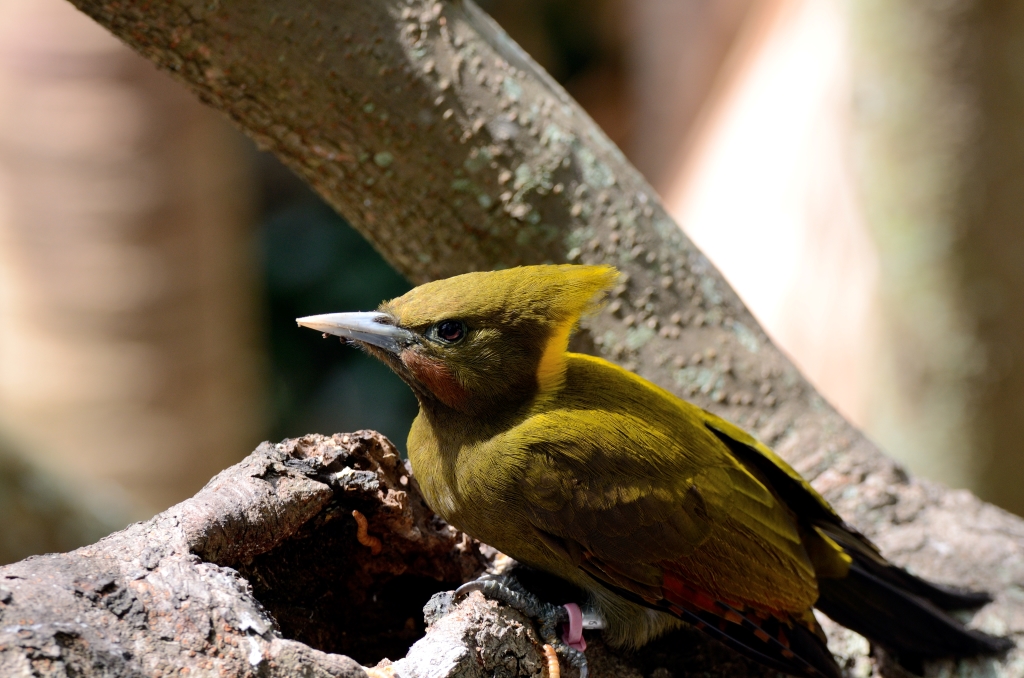 Greater Yellownape (Chrysophlegma flavinucha) female Zoo Miami by Dan