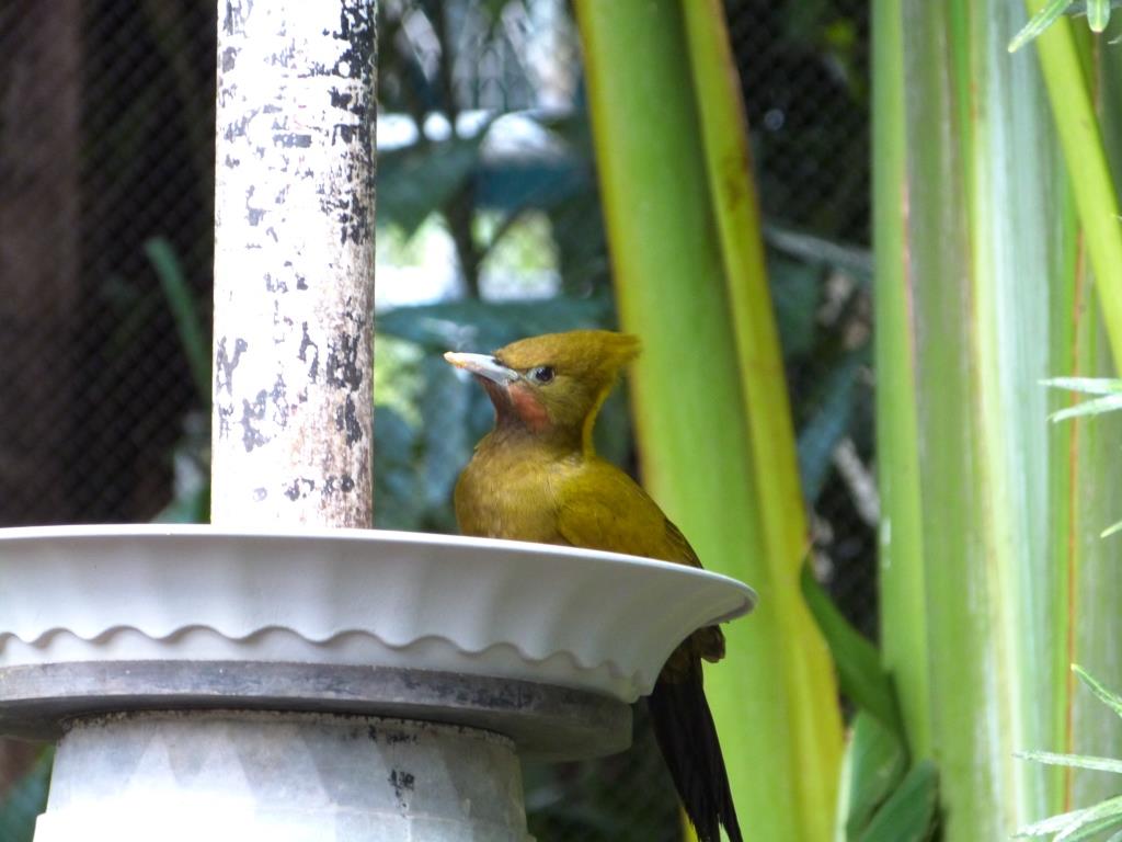 Greater Yellownape (Chrysophlegma flavinucha) female Zoo Miami by Lee