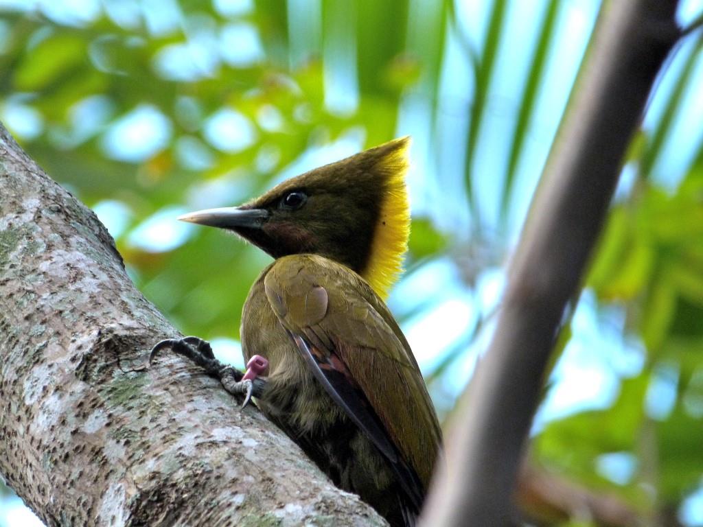 Greater Yellownape (Chrysophlegma flavinucha) female Zoo Miami by Lee