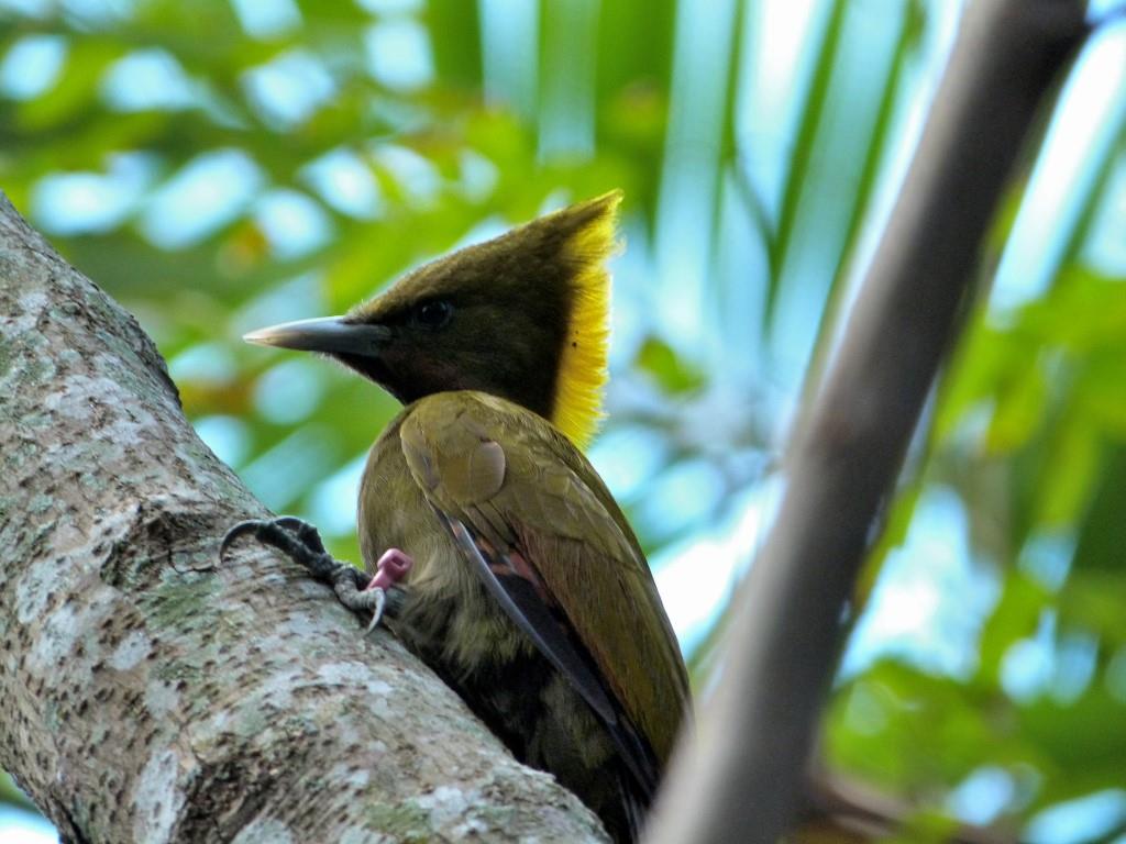 Greater Yellownape (Chrysophlegma flavinucha) female Zoo Miami by Lee