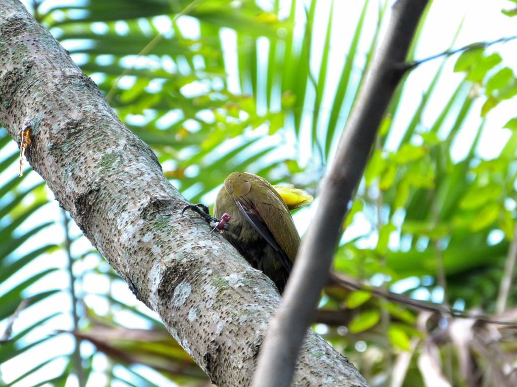 Greater Yellownape (Chrysophlegma flavinucha) female Zoo Miami by Lee