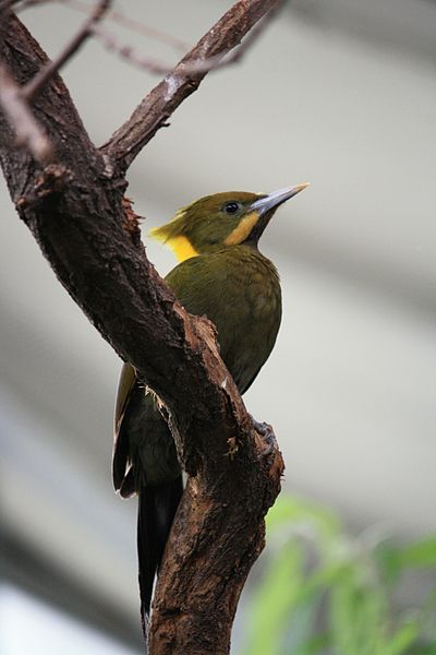 Greater Yellownape (Chrysophlegma flavinucha) Male at Pražské Zoo ©WikiC