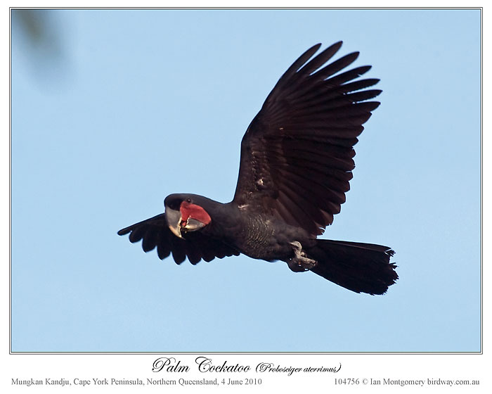 Palm Cockatoo (Probosciger aterrimus) by Ian