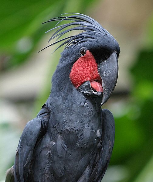 Palm Cockatoo (Probosciger aterrimus) ©WikiC