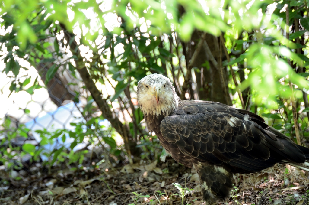 Bald Eagle maturing at Jax Zoo by Dan