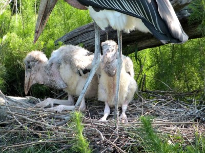 Marabou Stork (Leptoptilos crumenifer) with chicks-Jax Zoo by Lee