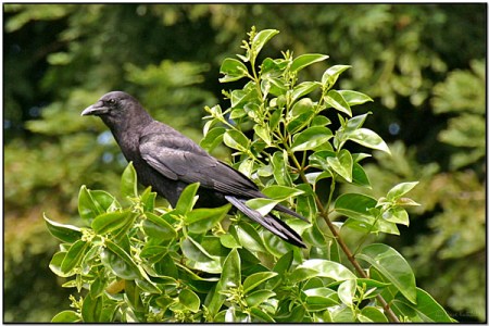 American Crow (Corvus brachyrhynchos) by Daves BirdingPix