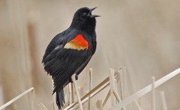 Redwing and Yellow Wing – Chapter&nbsp;10