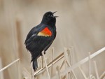 Red-winged Blackbird (Agelaius phoeniceus) by Ray