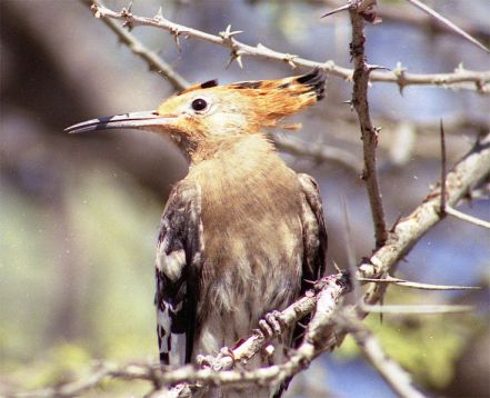 African Hoopoe (Upupa africana) ©WikiC