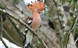 Hoopoe Chick Looks&nbsp;Out