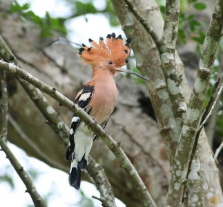 Eurasian Hoopoe (Upupa epops) by Peter Ericsson