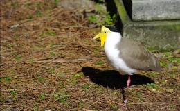 Bible Birds – Lapwings&nbsp;II