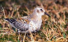 The Sandpiper – Fourth Grade McGuffey’s Reader