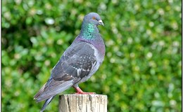 Bible Birds – Dove, Turtledove and Pigeon’s&nbsp;Introduction