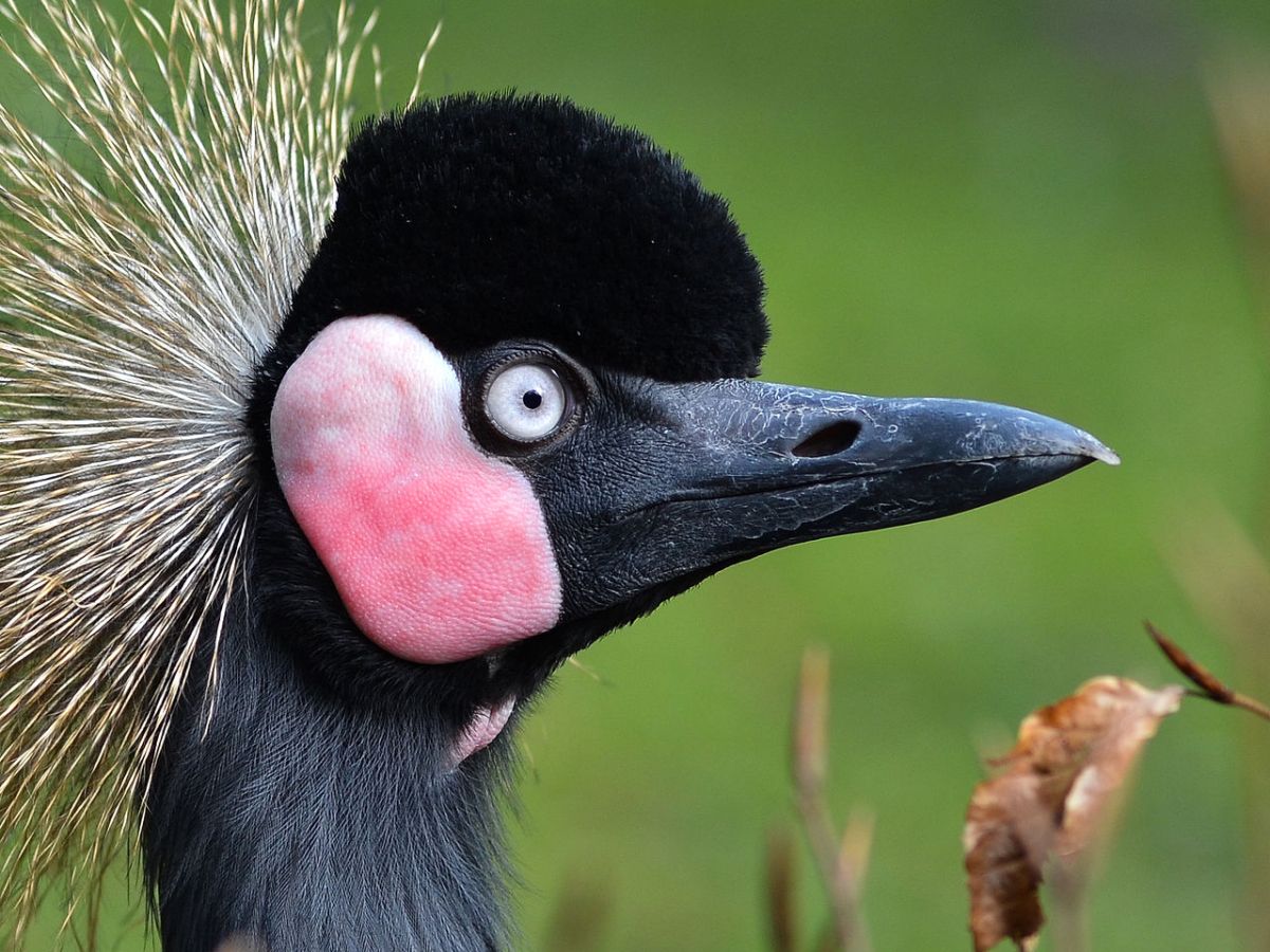Black Crowned Crane (Balearica pavonina) ©WikiC