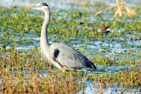 Great Blue Heron (Ardea herodias) at Circle B By Dan'sPix