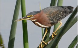 Bible Birds – Heron’s&nbsp;Introduction